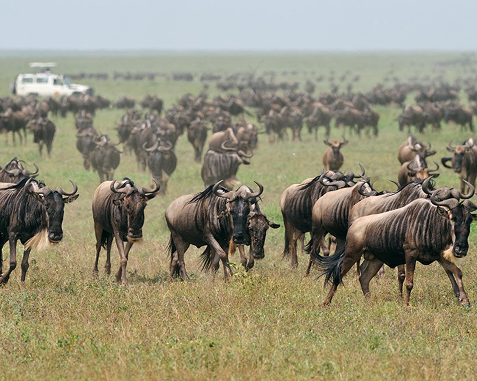 Wildebeest-migration.jpg